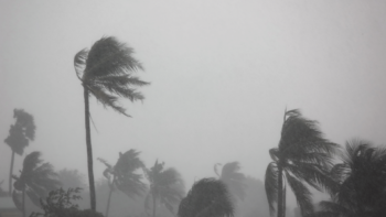 Palm trees being blown by strong winds