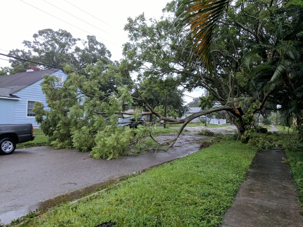 Hurricane_Irma_Downed_Tree