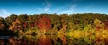 Foliage in Pine Lake in Sturbridge, Massachusetts