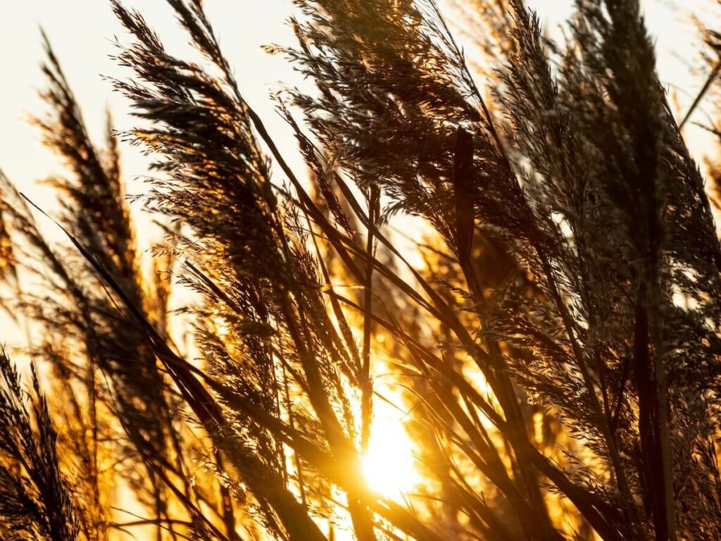 seagrass on a beach in Duck, NC