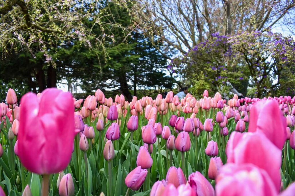 Skagit Valley tulip festival in Mount Vernon, Washington